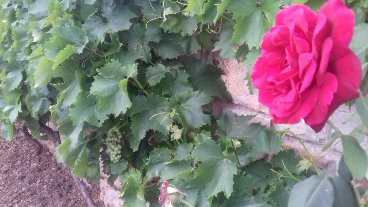 Holiday Home Nora**** Loznati Cres Buitenkant foto